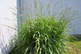 Eastern Gamagrass - Native