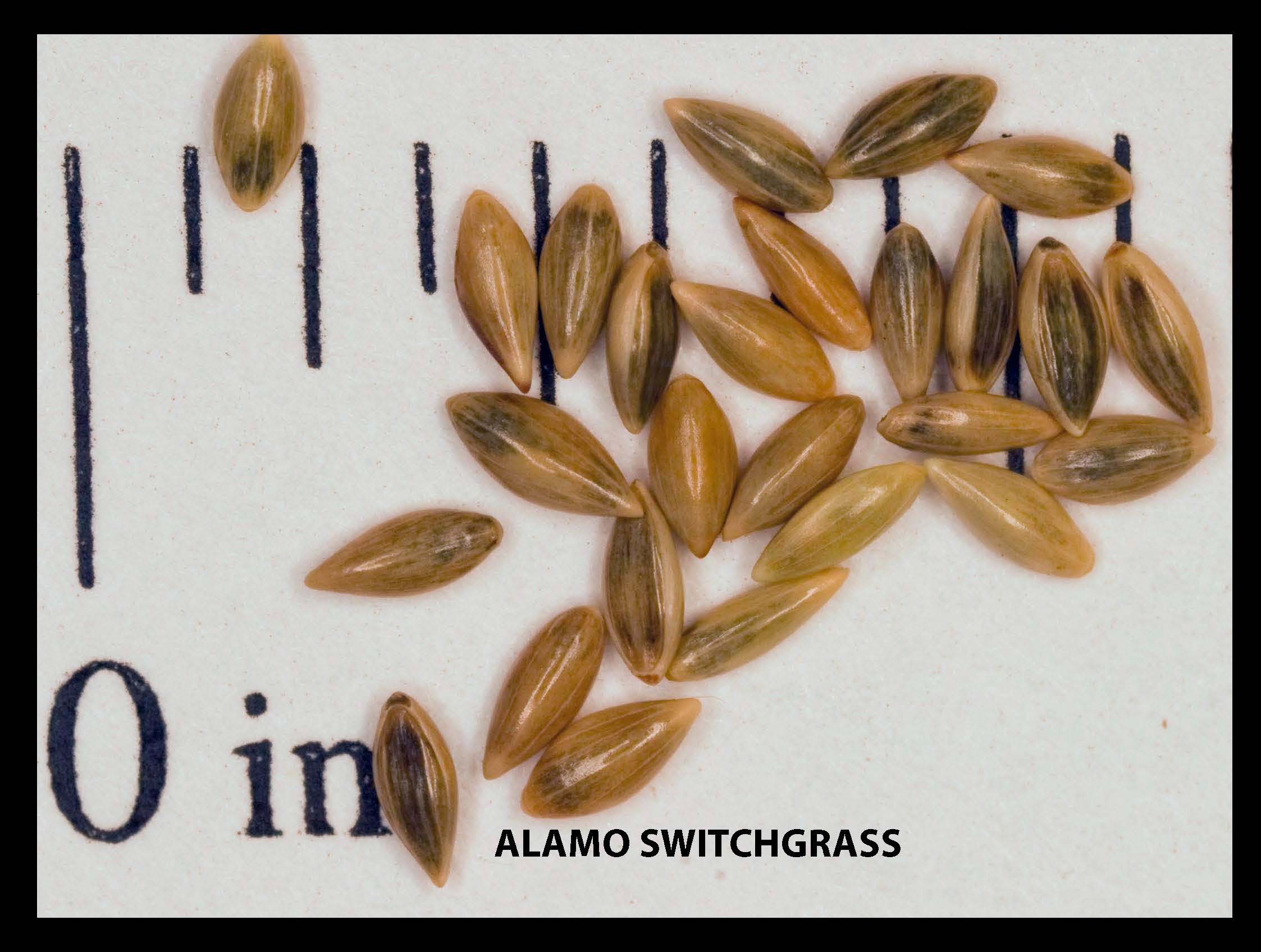 Switchgrass Seed