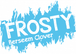 Berseem Clover - Frosty