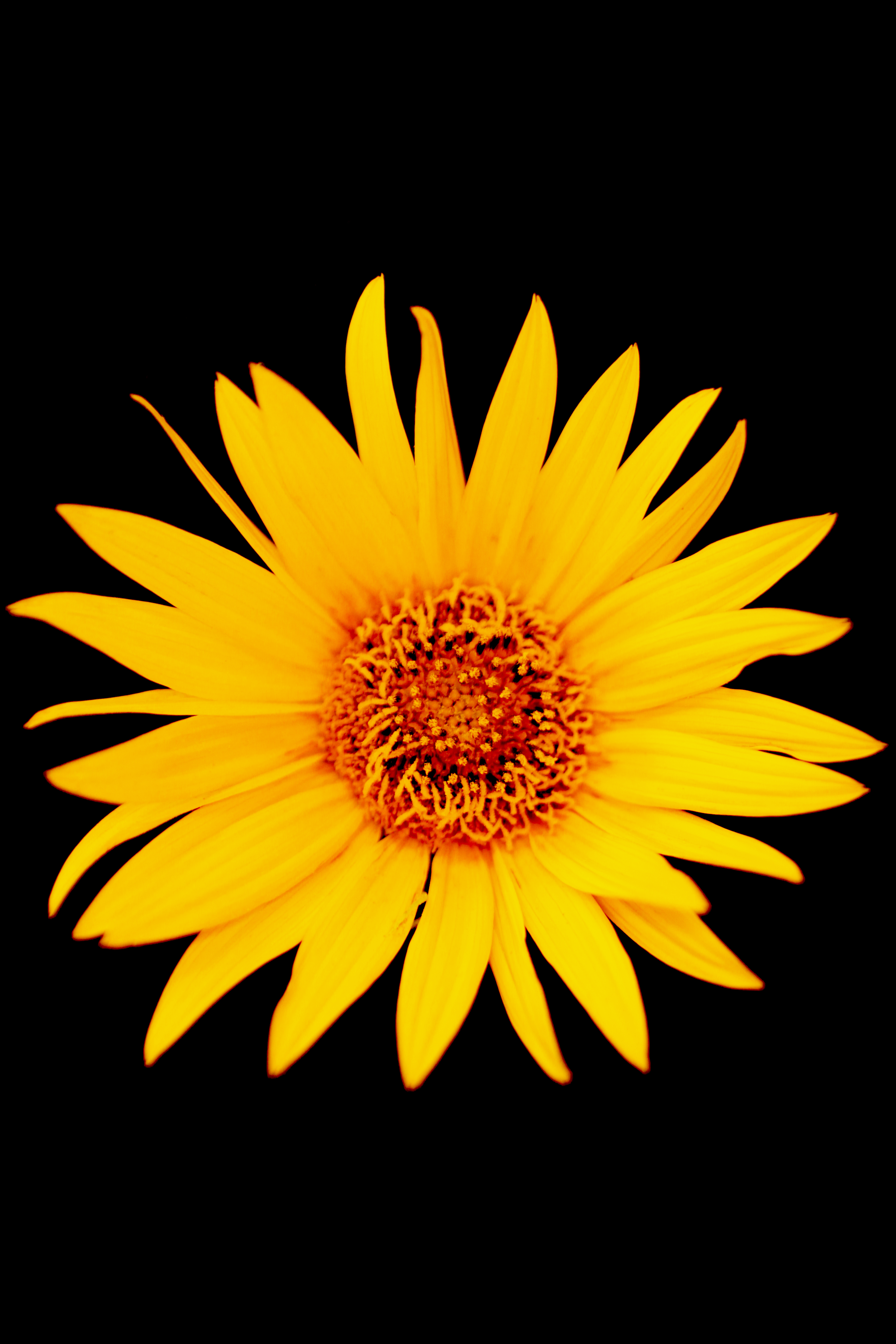 turnerseed: Maximilian Sunflower - Aztec