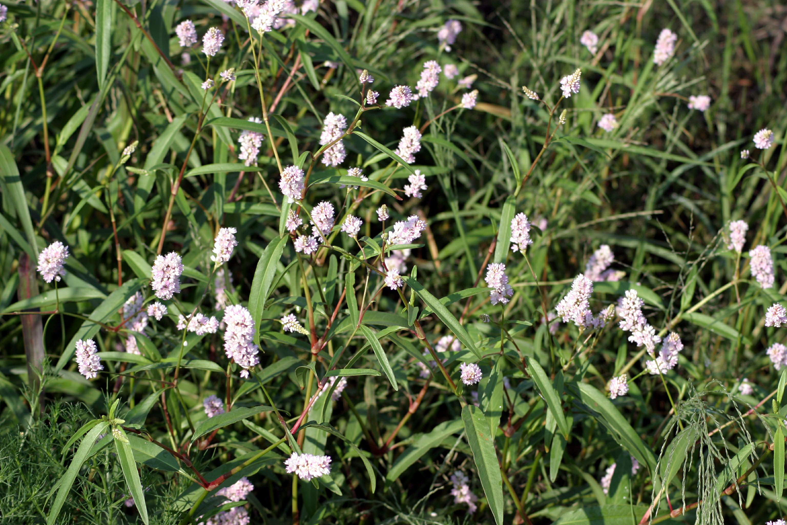 turnerseed: Pennsylvania Smartweed - Native 