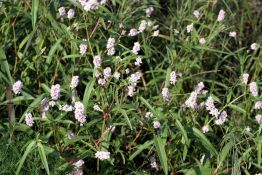 Pennsylvania Smartweed - Native