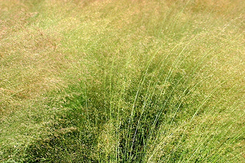 turnerseed: Sand Lovegrass - Bend