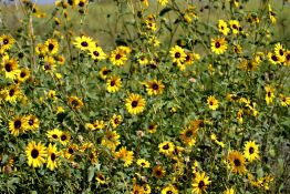 Native Sunflower - Native