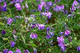 Hairy Vetch - VNS