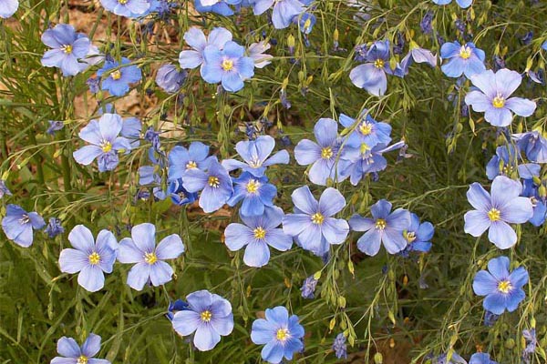 linum lewisii blue flax
