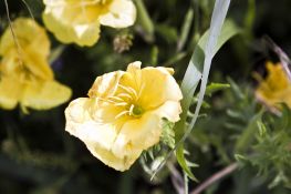 Cutleaf Evening Primrose - Native