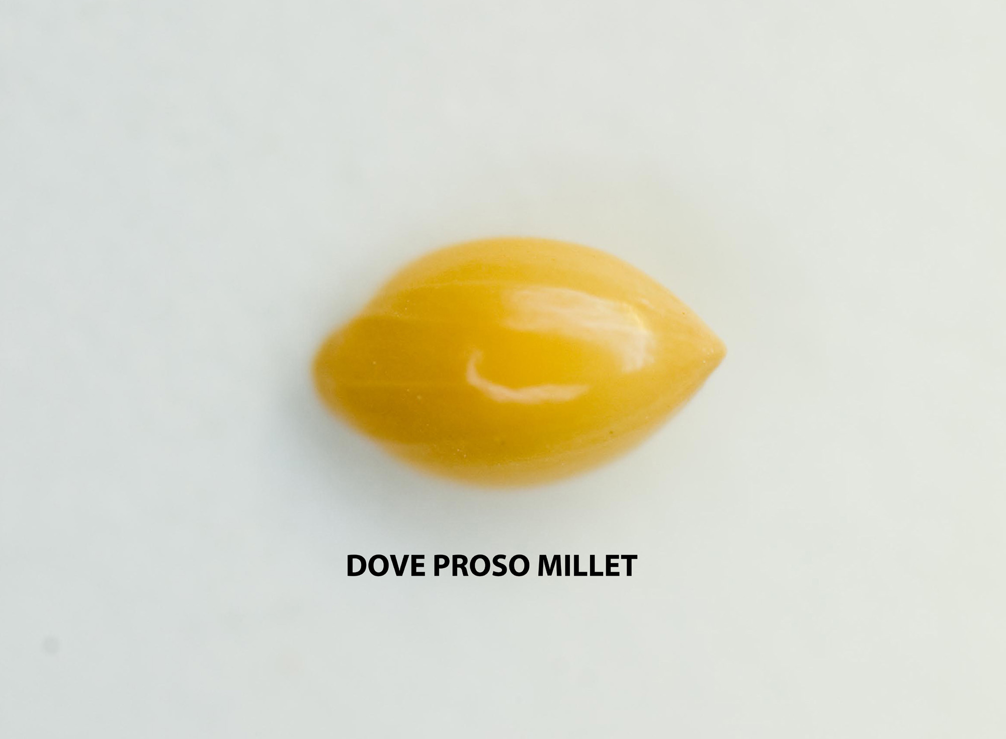 turnerseed: Proso Millet - Dove 