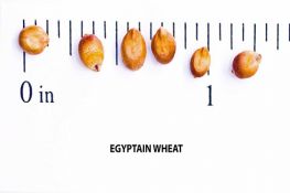 Sorghum - Egyptian Wheat