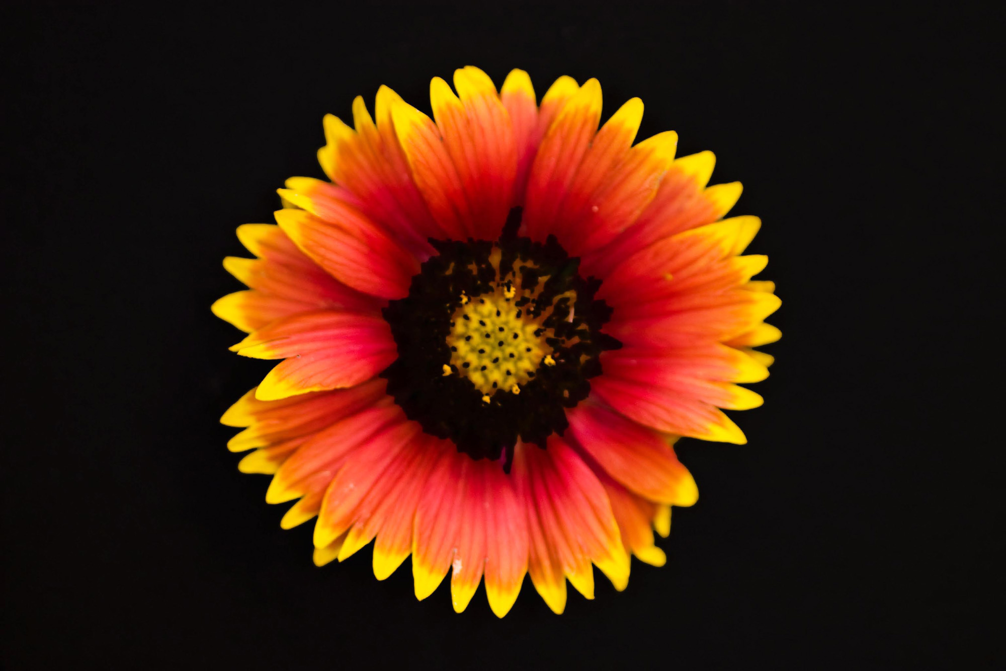 turnerseed: Indian Blanket - Native 