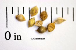Japanese Millet - VNS