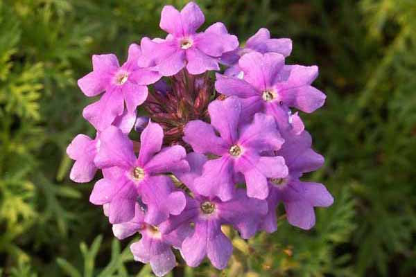 turnerseed: Moss Verbena - VNS