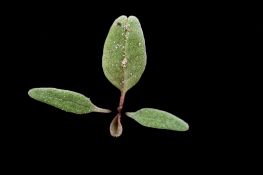 Redroot Pigweed - Native