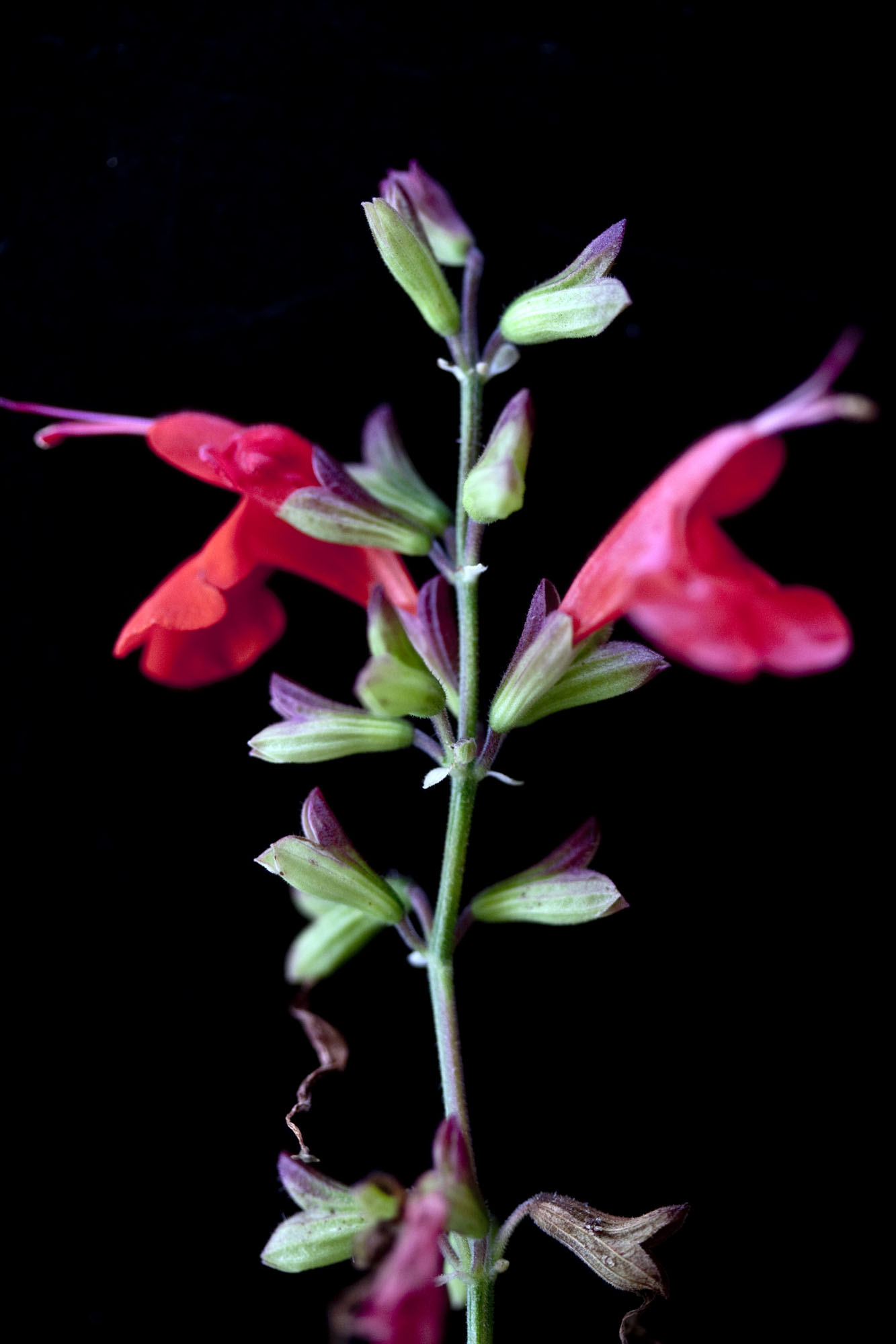 The Scarlet Sage – The Scarlet Sage Herb Co.