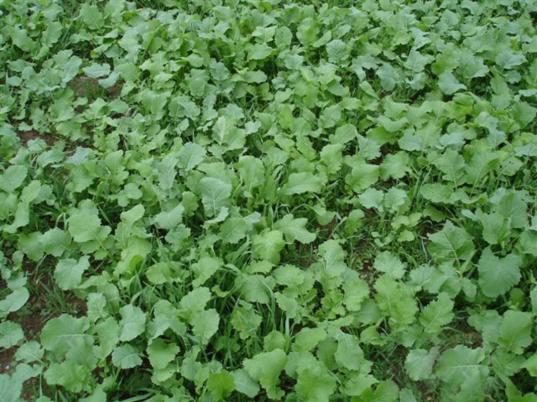 Turnerseed Turnips Purple Top